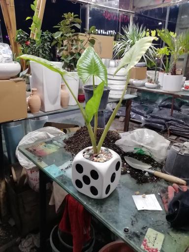 عکس مستر کاکتوس