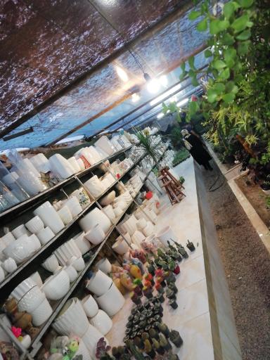 عکس مستر کاکتوس