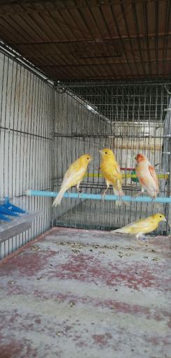 عکس پرنده سرا و جوجه مارکت