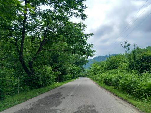 عکس جنگل شیلان