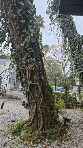 عکس کافی شاپ و رستوران بام دریا