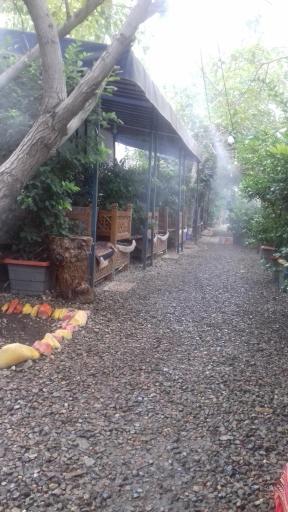 عکس باغچه و جگرسرا پونه