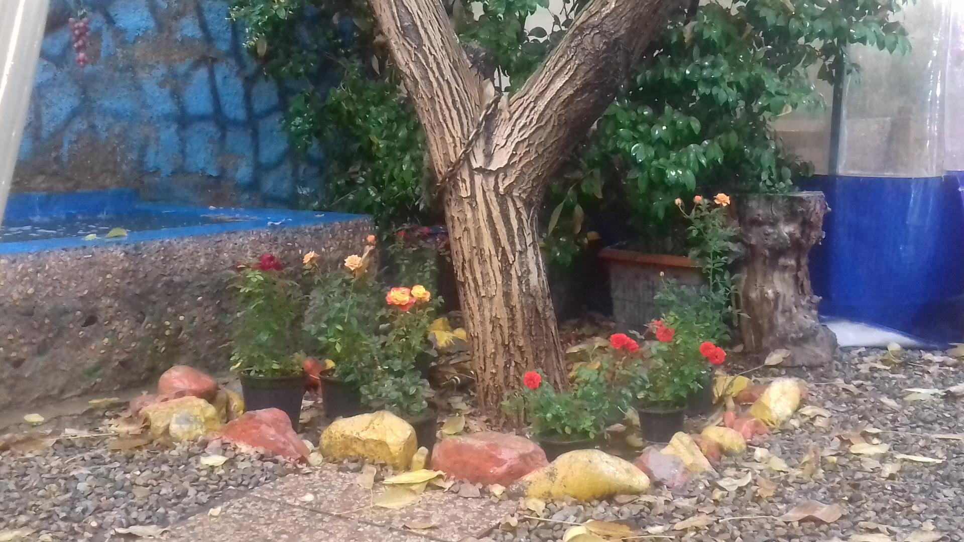 عکس باغچه وجگرسراپونه