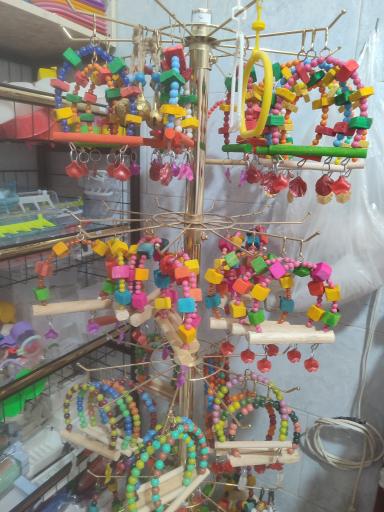 عکس پرنده فروشی چیکو