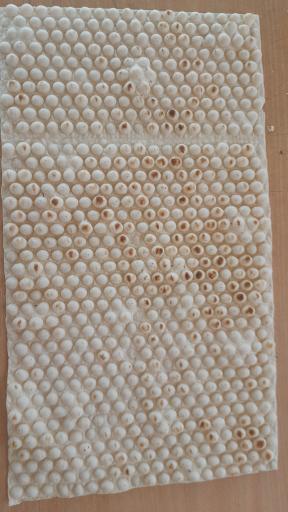 عکس نان لواش مسعود