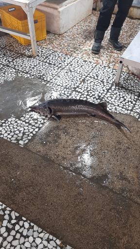 عکس بازار ماهی محمودآباد