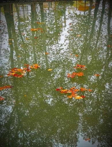 عکس بوستان مرادآباد