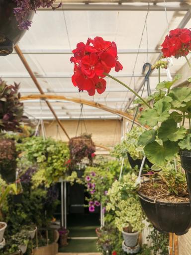 عکس رستوران یادگار