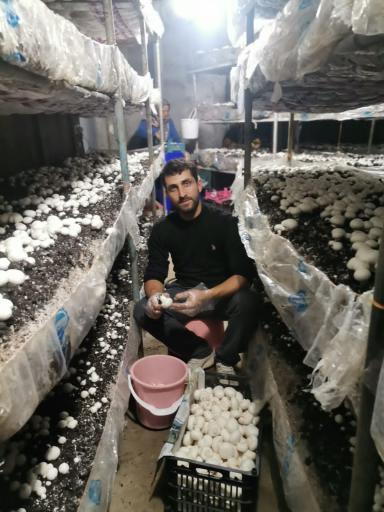 عکس گلخانه برادران سجادی