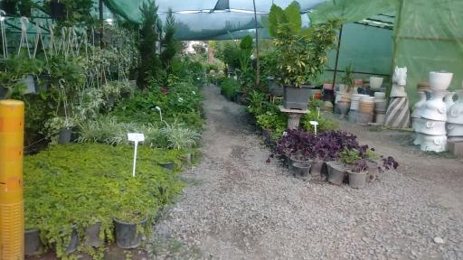 عکس گل و گیاه کاملیا (مهندس ملکان)