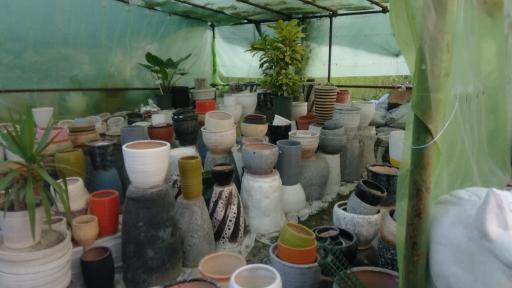 عکس گل و گیاه کاملیا (مهندس ملکان)