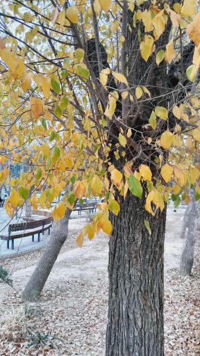 عکس فضای سبز 