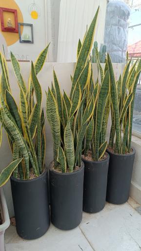 عکس فروشگاه رویال گلاسان