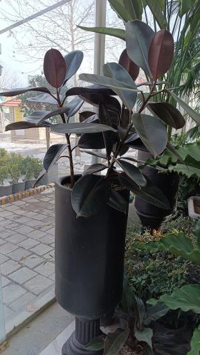 عکس فروشگاه رویال گلاسان