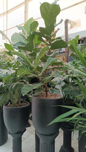 عکس فروشگاه رویال گلاسان