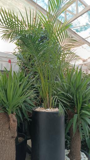 عکس فروشگاه رویال گلاسان