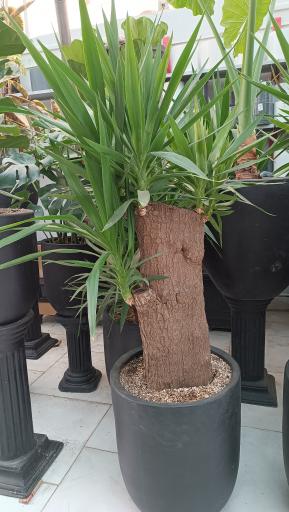 عکس فروشگاه رویال گلاسان