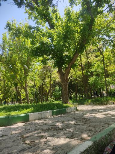 عکس پارک جنگلی ملت