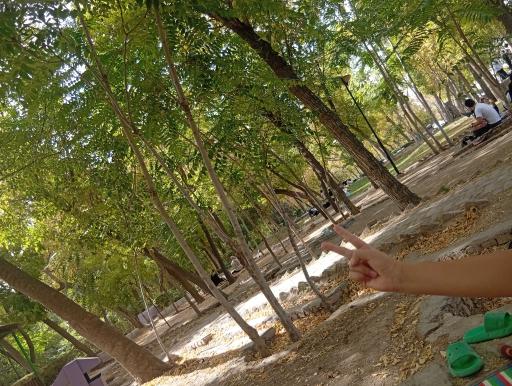 عکس پارک جنگلی ملت