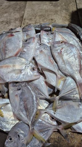 عکس بازار ماهی فروشان گناوه 