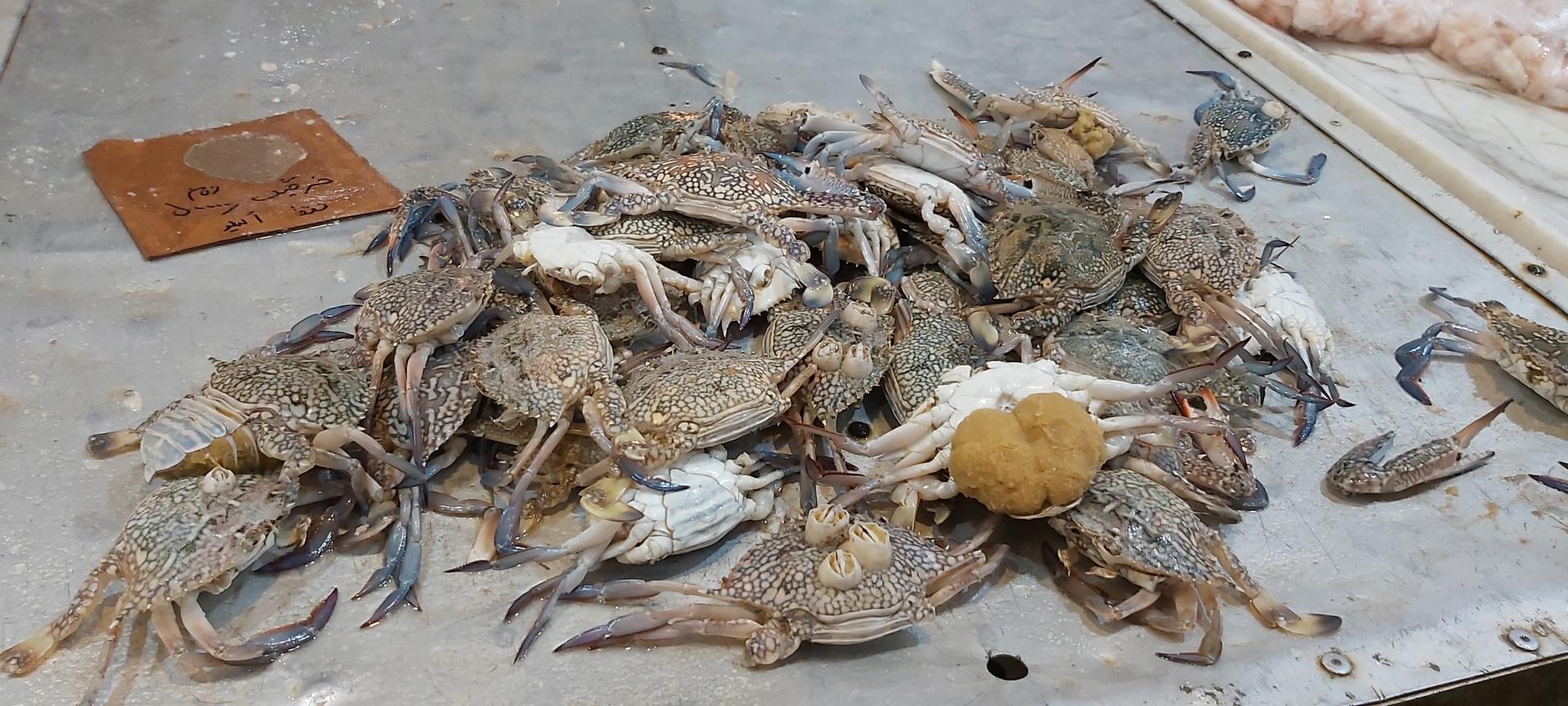 عکس بازار ماهی فروشان گناوه 