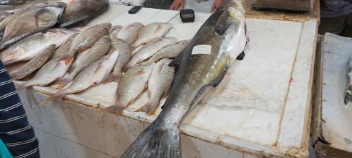 عکس بازار ماهی فروشان گناوه 