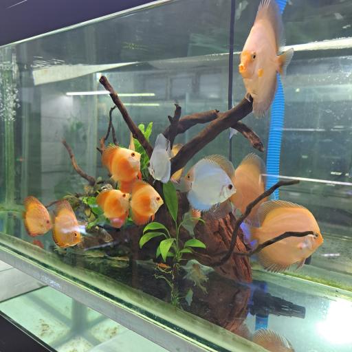 عکس آکواریوم کاپیتان