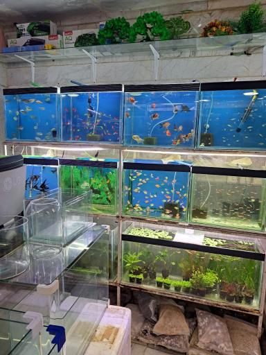 عکس آکواریوم کاپیتان