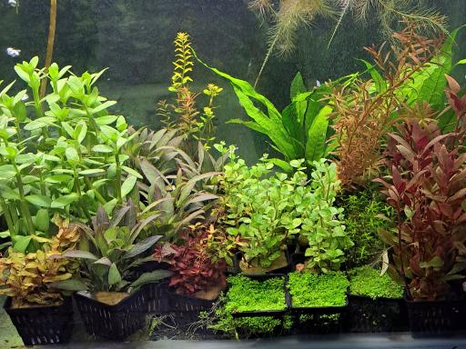 عکس آکواریوم کاپیتان