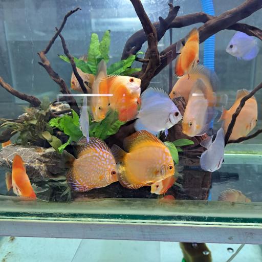 عکس آکواریوم کاپیتان