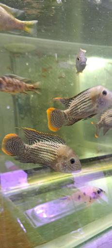 عکس آکواریوم کاپیتان