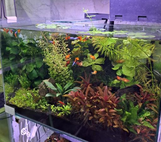 عکس آکواریوم کاپیتان