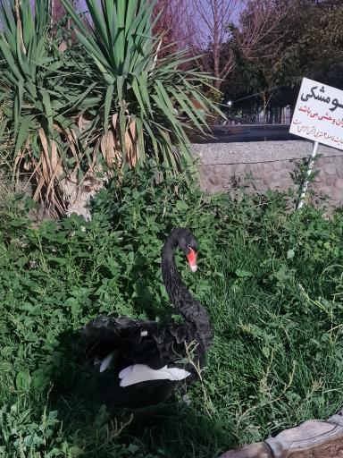 عکس مجموعه تفریحی و رفاهی و گردشگری باغ آهو