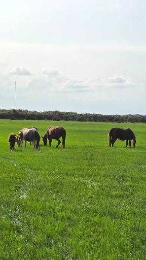 عکس پارک ملی بوجاق