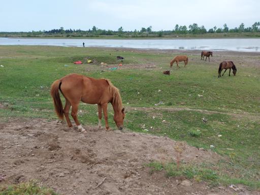 عکس پارک ملی بوجاق