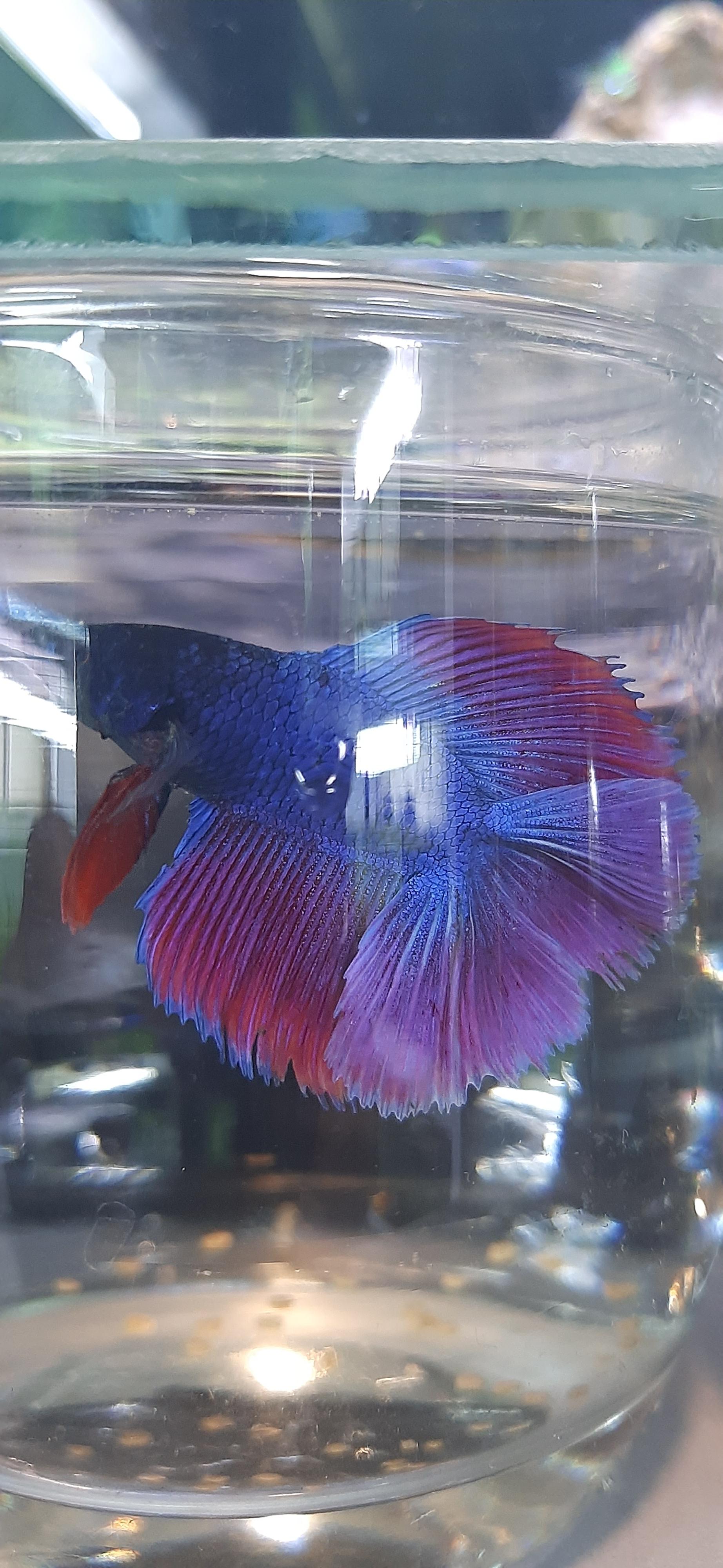 عکس آکواریوم آرام