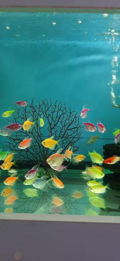 عکس آکواریوم آرام