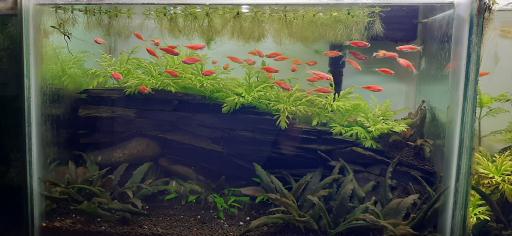 عکس آکواریوم آرام