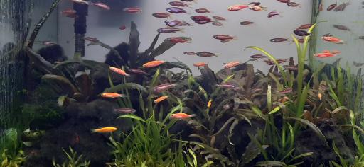 عکس آکواریوم آرام