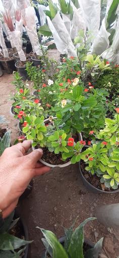 عکس دیجی گلباران