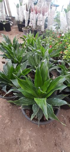 عکس دیجی گلباران