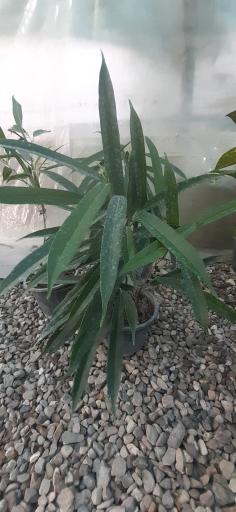 عکس دیجی گلباران