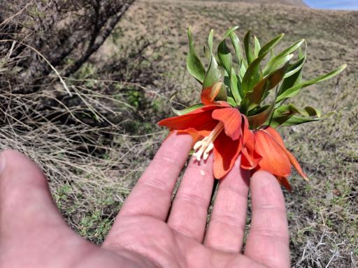 عکس دشت لاله واژگون خوانسار(گلستانکوه)