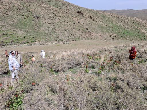 عکس دشت لاله واژگون خوانسار(گلستانکوه)