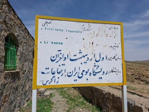 عکس دشت لاله واژگون خوانسار(گلستانکوه)