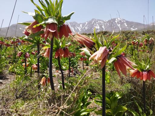 عکس دشت لاله واژگون خوانسار(گلستانکوه)