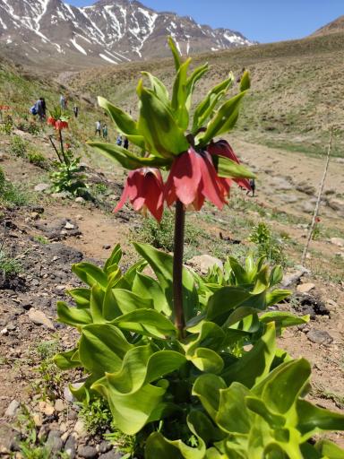 عکس دشت لاله واژگون خوانسار(گلستانکوه)