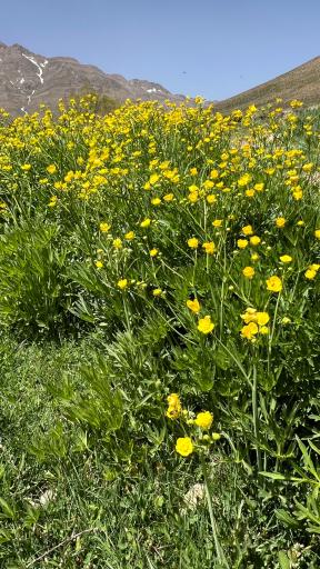 عکس دشت لاله واژگون خوانسار(گلستانکوه)