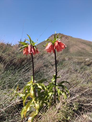 عکس دشت لاله واژگون خوانسار(گلستانکوه)