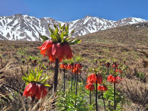 عکس دشت لاله واژگون خوانسار(گلستانکوه)